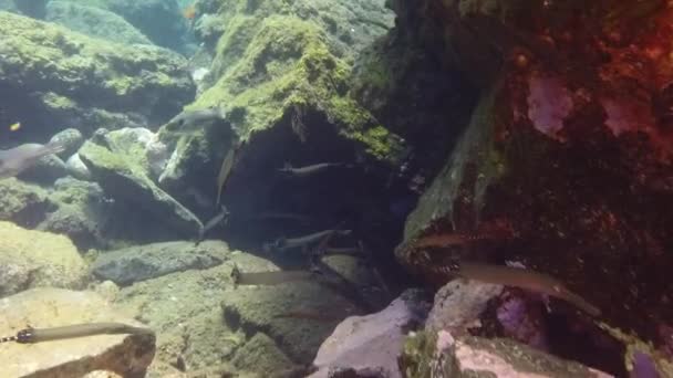 Increíble flauta de pescado bajo el agua en el océano Atlántico. — Vídeo de stock