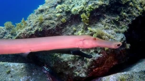 Flauta de pescado bajo el agua en el fondo marino de La Palma Islas Canarias. — Vídeo de stock