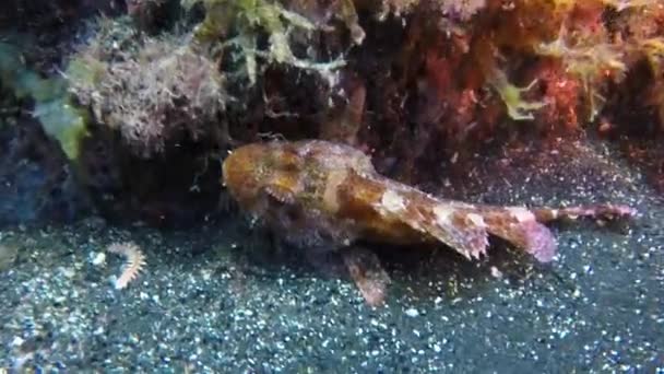 Peces venenosos con espinas submarinas en el océano Atlántico. — Vídeo de stock