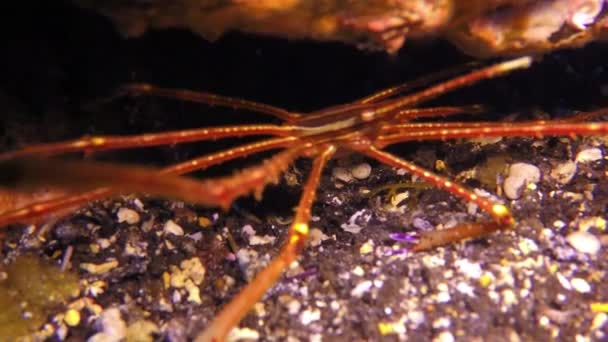 작은 바다 거미는 대서양 해저에서 기어다닌다. — 비디오
