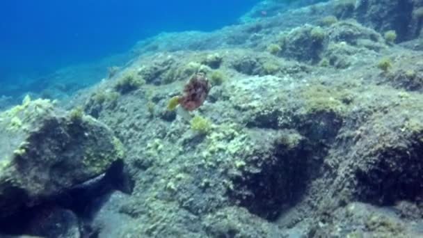 Peces submarinos en el océano Atlántico. — Vídeo de stock