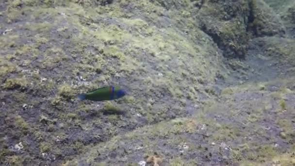 Zielono-niebieska papuga podwodna w oceanie atlantyckim. — Wideo stockowe