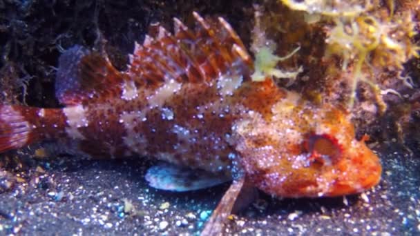 Venomous red spotted fish with spines underwater in Atlantic ocean.