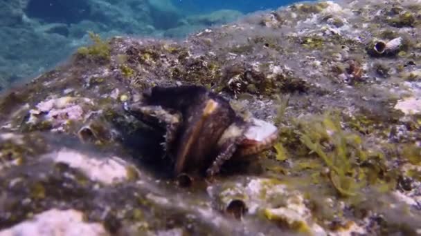 Skaldjurssnigel på skal under vatten på botten av vulkaniskt ursprung i Atlanten. — Stockvideo