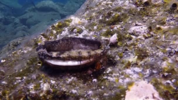 대서양의 화산 폭발 원위에 수면 밑에 있는 조개껍데기 위에 있는 조개 민달팽이. — 비디오