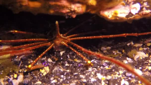 Macro araña marina se arrastra bajo el agua en el océano Atlántico. — Vídeos de Stock