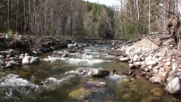 Rivière de montagne Temnik à la frontière de Baikal State Nature Biosphere Reserve. — Video