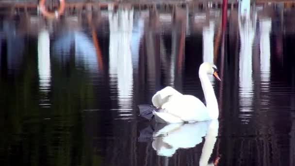 Cisne blanco nada en la superficie del espejo del lago. — Vídeos de Stock