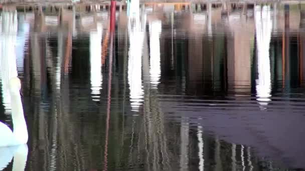 White Swan swims on mirror surface of lake. — Stock Video