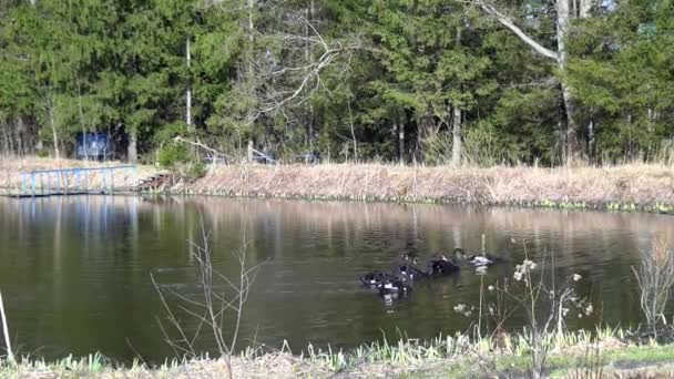 Cygnes noirs nagent à la surface de l'étang. — Video