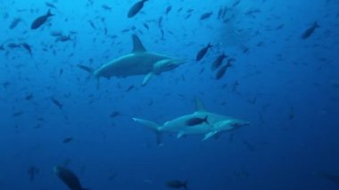 Çekiç başlı köpekbalığı grubu senkronize bir şekilde Pasifik Okyanusu 'nda yüzer..