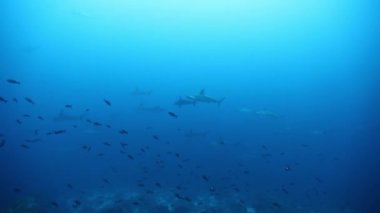 Çekiç başlı köpekbalığı denizin dibinde yüzer..