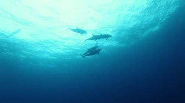 Yunus sürüsü okyanus tabanında su altında yüzer..