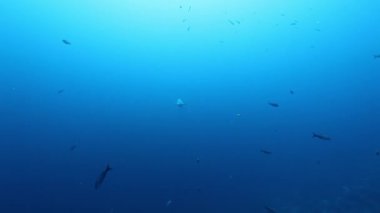 Çekiç başlı köpekbalığı ve deniz kaplumbağası Pasifik Okyanusu altında..