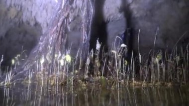 Yucatan Meksika 'nın sualtı mağaralarına dalış yapıyorlar..