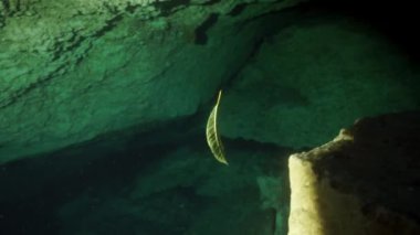 Yucatan Meksika 'nın sualtı mağaralarına dalış yapıyorlar..