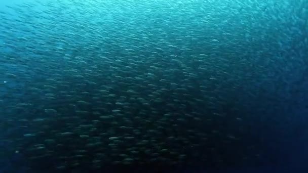 Huge school of fish of one species underwater. — Stock Video