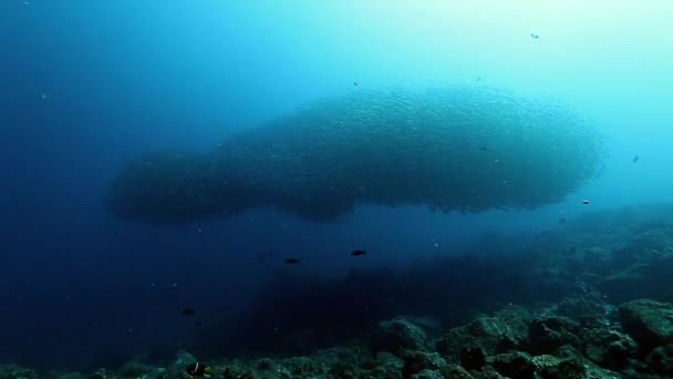 Un banc de poissons sous-marins. — Video