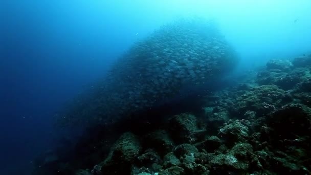 Un banc de poissons sous-marins près des fonds marins. — Video