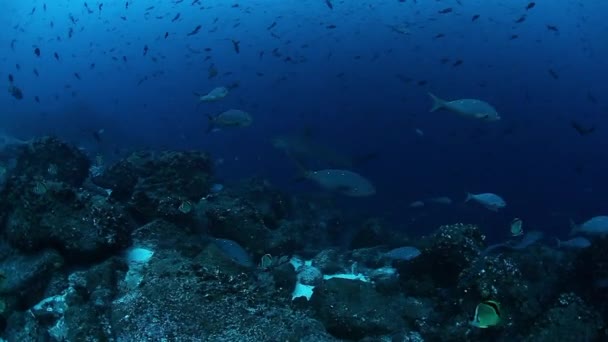 Акули й риби у підводному морському житті морських створінь у Тихому океані — стокове відео