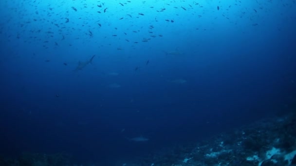 Žraloci a ryby v podmořském životě mořských tvorů v Tichém oceánu — Stock video