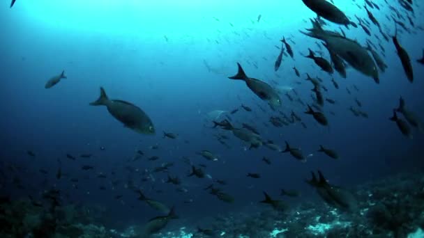 Scuola di pesci di una specie subacquea. — Video Stock