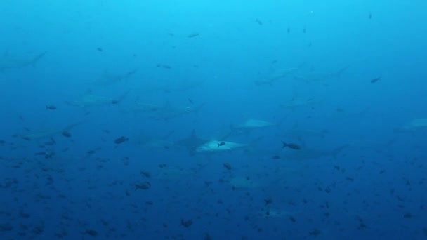 Kalapácsfejű cápa csoport úszik a víz alatt Csendes-óceán. — Stock videók