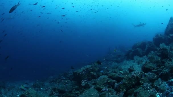 Requin-marteau dans l'école de poissons nage sous l'eau près des fonds marins de l'océan. — Video