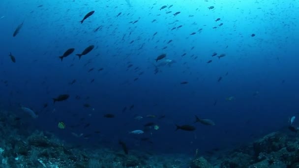 Escuela de peces de una especie bajo el agua. — Vídeos de Stock