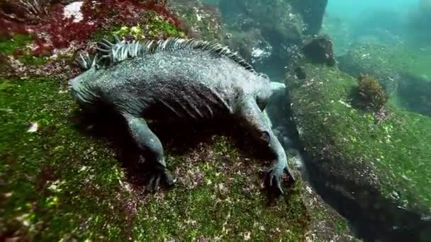 Iguana marinha rasteja sobre pedra e come algas oceano subaquático. — Vídeo de Stock