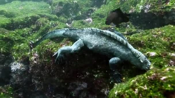 Marine Iguana na zeleném kameni mořského dna pod mořem. — Stock video