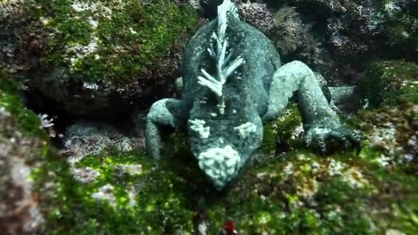 Detailní záběr na moře Iguana Amblyrhynchus cristatus pod vodou oceánu. — Stock video