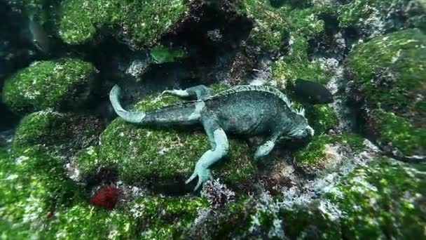 Marine Iguana eszik alga kő víz alatti óceán. — Stock videók