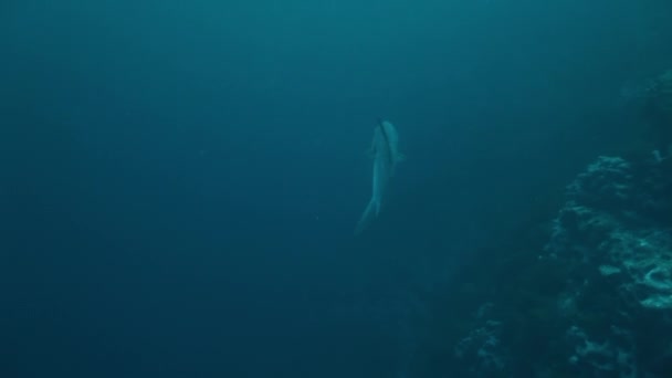 Mola mola moonfish in underwater marine life of Pacific Ocean. — стоковое видео