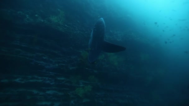 Φεγγαρόψαρο Sunfish Mola mola σε υποβρύχια θαλάσσια ζωή του Ειρηνικού Ωκεανού. — Αρχείο Βίντεο