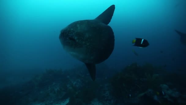 Ψάρια mola mola σε υποβρύχια θαλάσσια ζωή του Ειρηνικού Ωκεανού. — Αρχείο Βίντεο