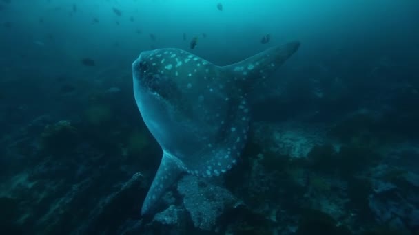 Sunfish Mola mola fish in underwater marine life of Pacific Ocean. — Video