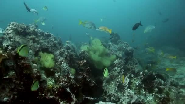 School van lange vissen glinsteren in stralen van zonlicht onder water. — Stockvideo