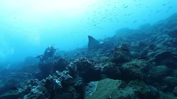 Os raios Manta nadam perto do operador de câmara no fundo do fundo do fundo do mar no Oceano Pacífico. — Vídeo de Stock