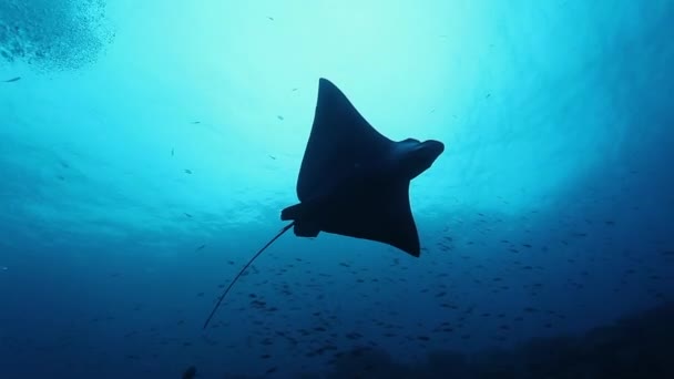 Undewater gigante manta raios nada no fundo do fundo do fundo do mar no Oceano Pacífico. — Vídeo de Stock