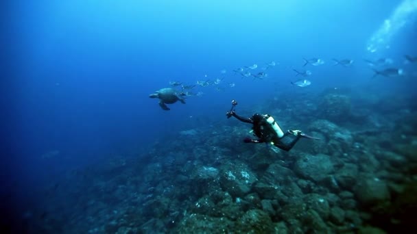 Potápění v blízkosti želvy jeden druh pod vodou. — Stock video