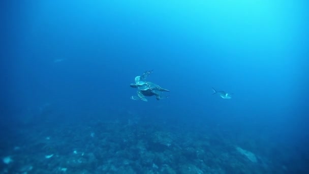 Tortuga marina sobre fondo coloridos corales bajo el agua en el mar de Galápagos. — Vídeo de stock