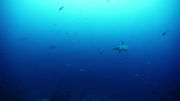海の海底近くのハンマーヘッドサメの水泳. — ストック動画