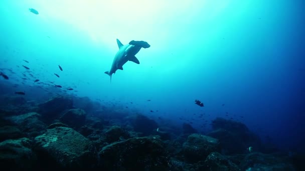 Акула Hammerhead плаває під водою біля морського дна океану . — стокове відео