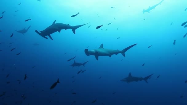 Kalapácsfejű cápa csoportja tiszta kék vízben a Csendes-óceánban. — Stock videók