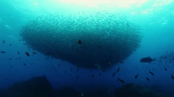 鱼群在水下形成球的形状. — 图库视频影像
