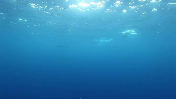 Escola de golfinhos nada debaixo d 'água perto do fundo do mar do oceano. — Vídeo de Stock