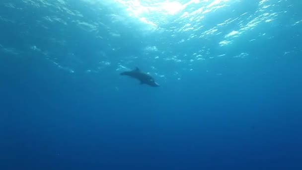 Школа дельфинов плавает под водой возле морского дна океана. — стоковое видео