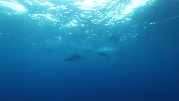 Szkoła delfinów pływa pod wodą w pobliżu dna morskiego oceanu. — Wideo stockowe