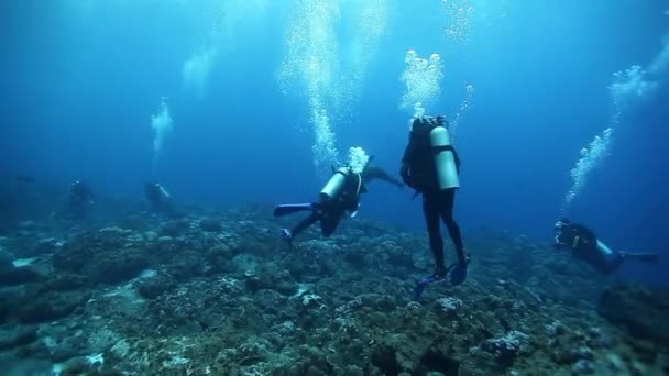 Mergulhador perto da escola de peixes uma espécie subaquática. — Vídeo de Stock